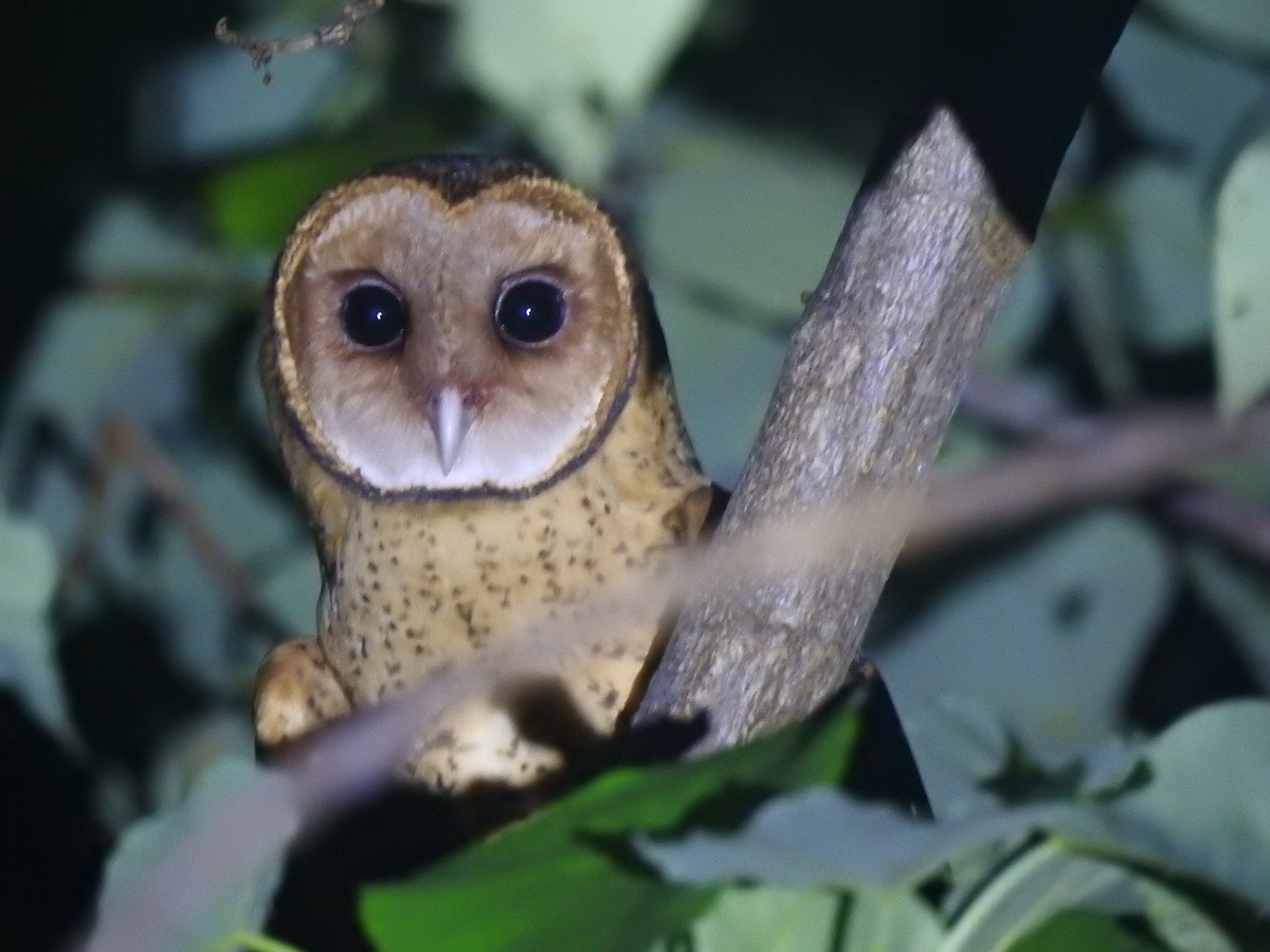 Lesser Masked-Owl (Buru) - ML616280352