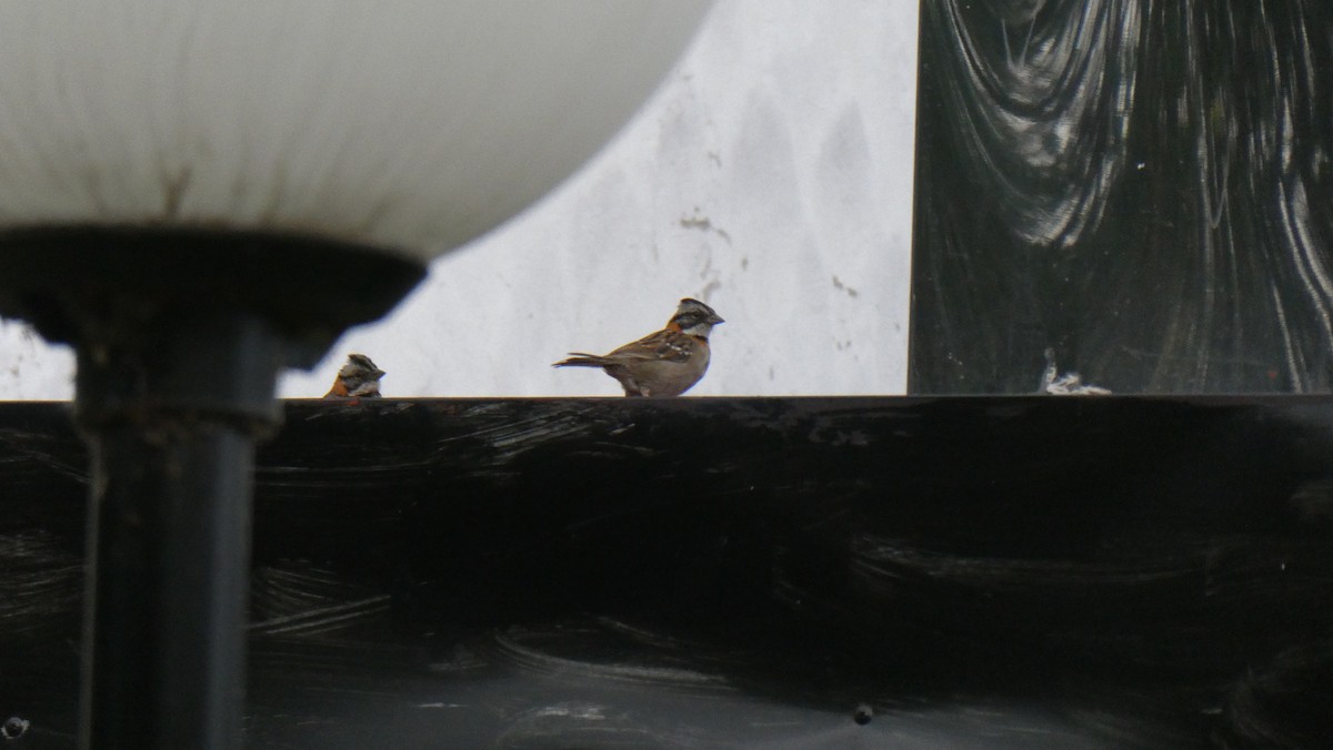 Rufous-collared Sparrow - ML616280417