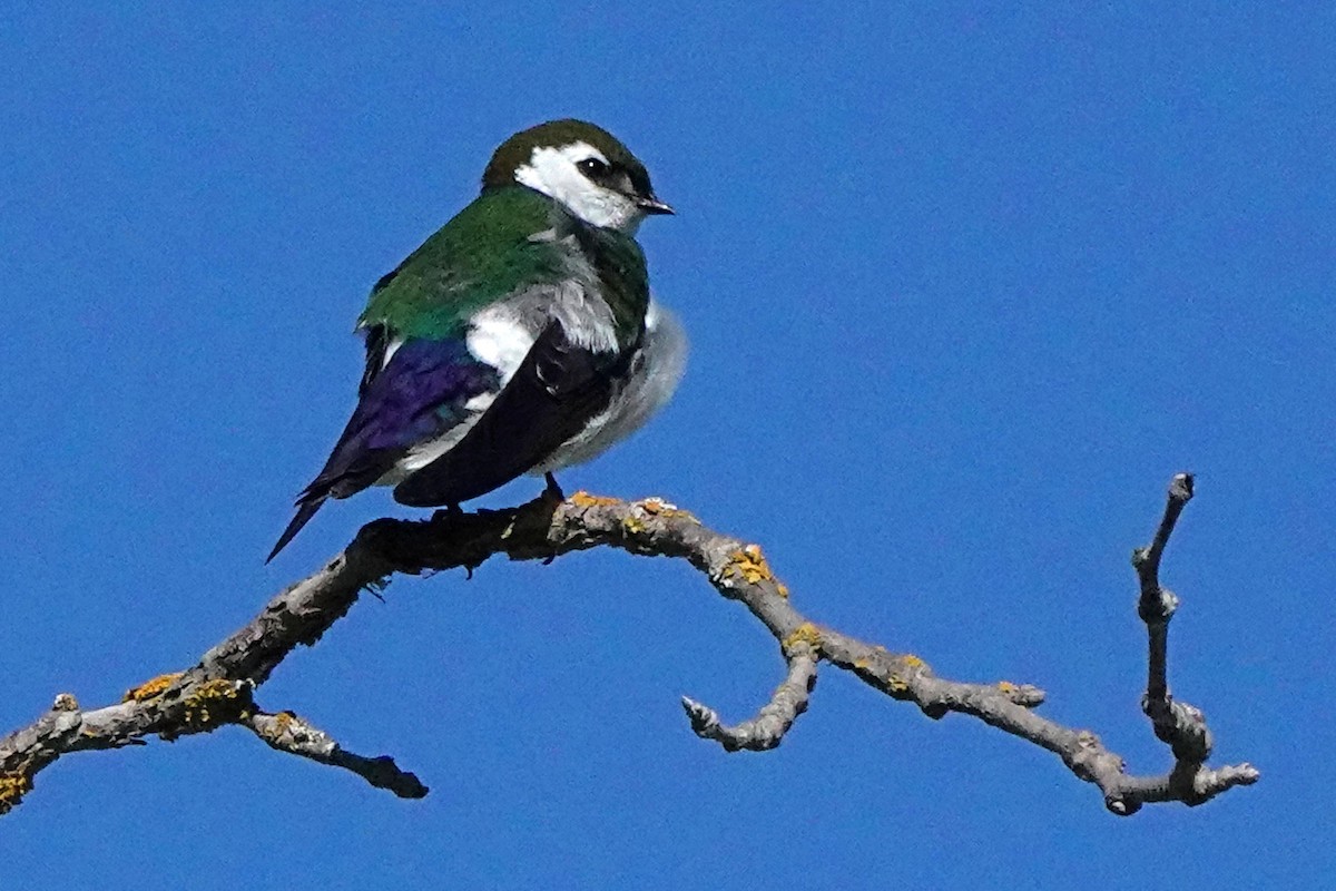 Violet-green Swallow - Edward Rooks