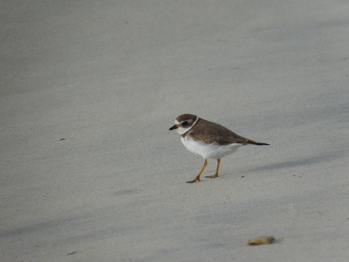 Semipalmated Plover - ML616280475