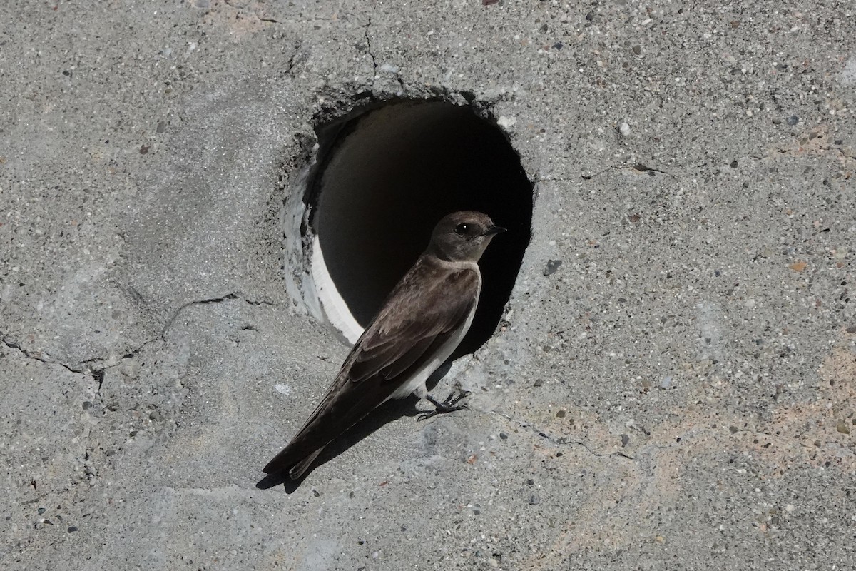 Northern Rough-winged Swallow - ML616280491
