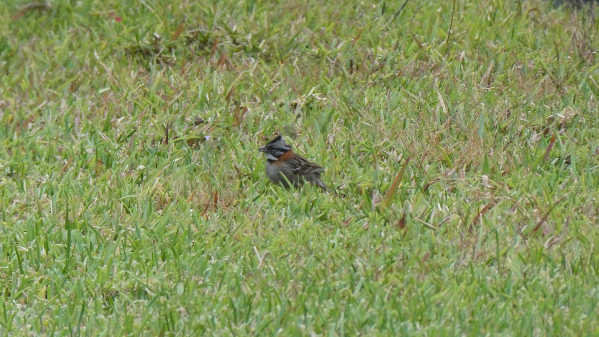 Rufous-collared Sparrow - ML616280527