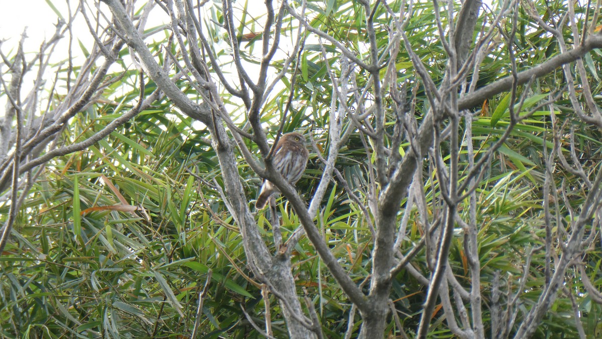 Ferruginous Pygmy-Owl - ML616280545