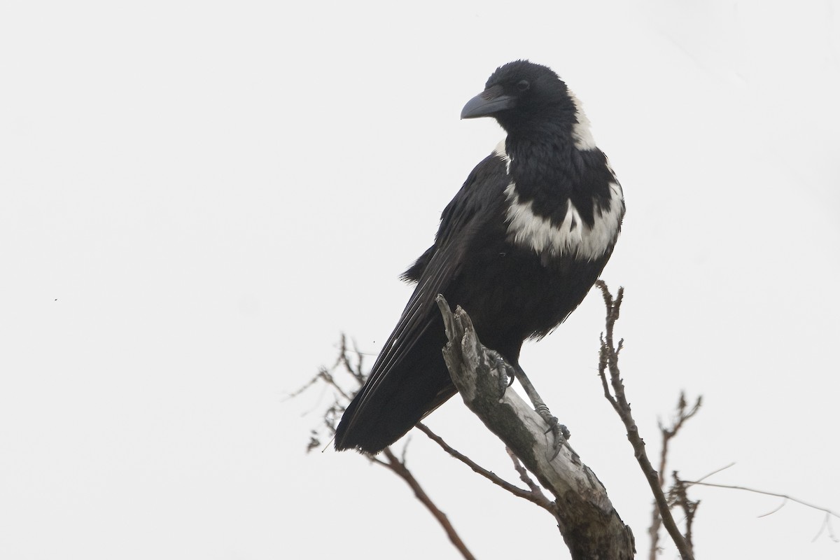 Collared Crow - ML616280553