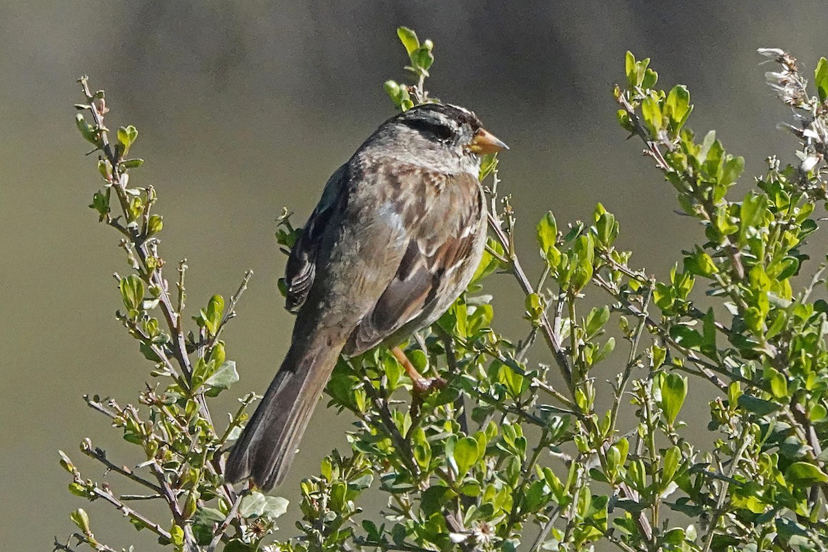White-crowned Sparrow - ML616280554