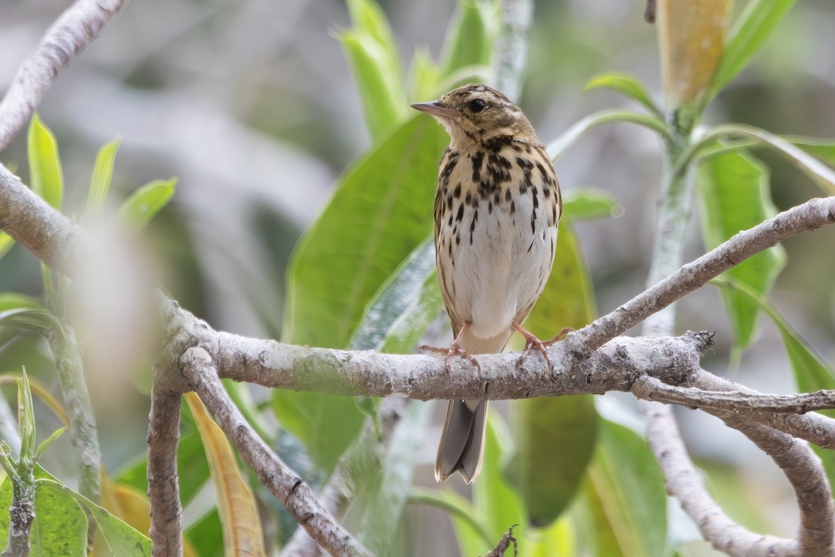 Olive-backed Pipit - ML616280597