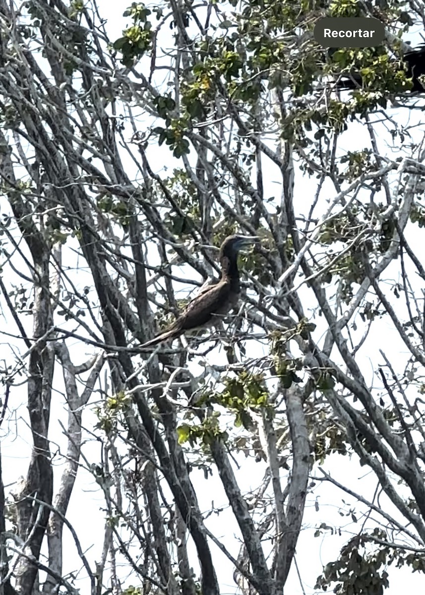 Brown Booby - ML616280888