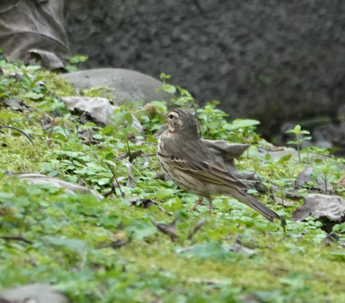 Olive-backed Pipit - ML616280945