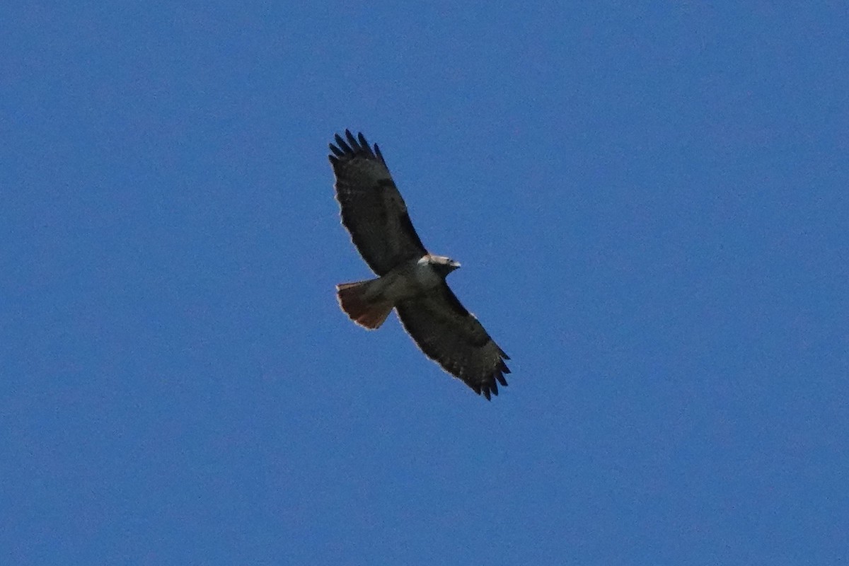 Red-tailed Hawk - ML616280960