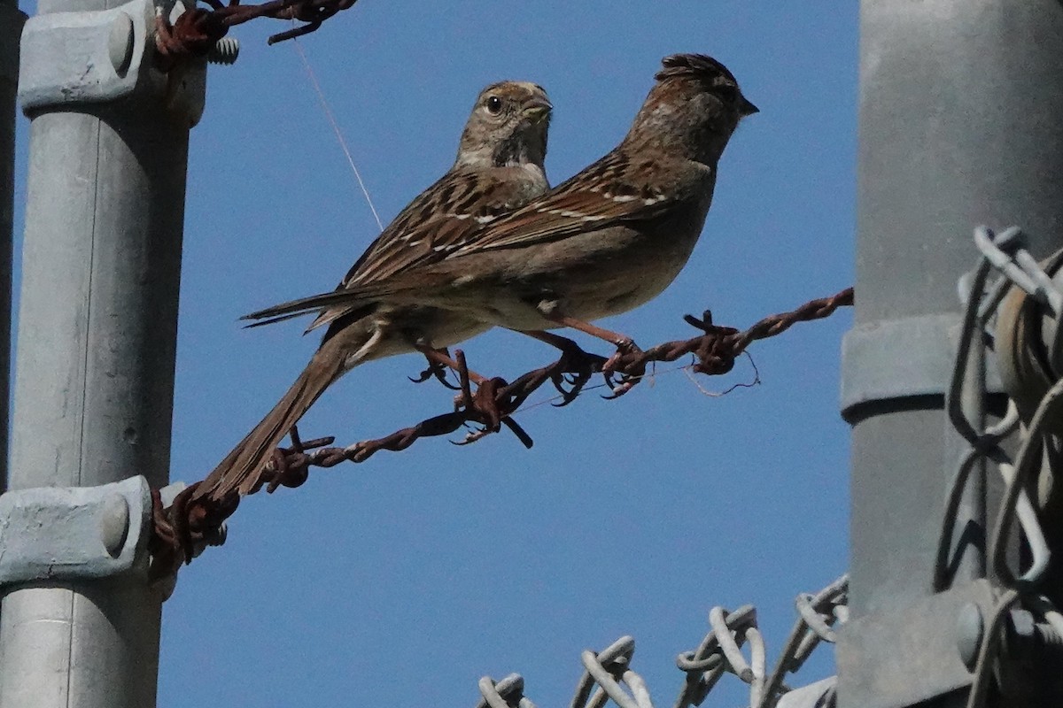 Golden-crowned Sparrow - ML616281045