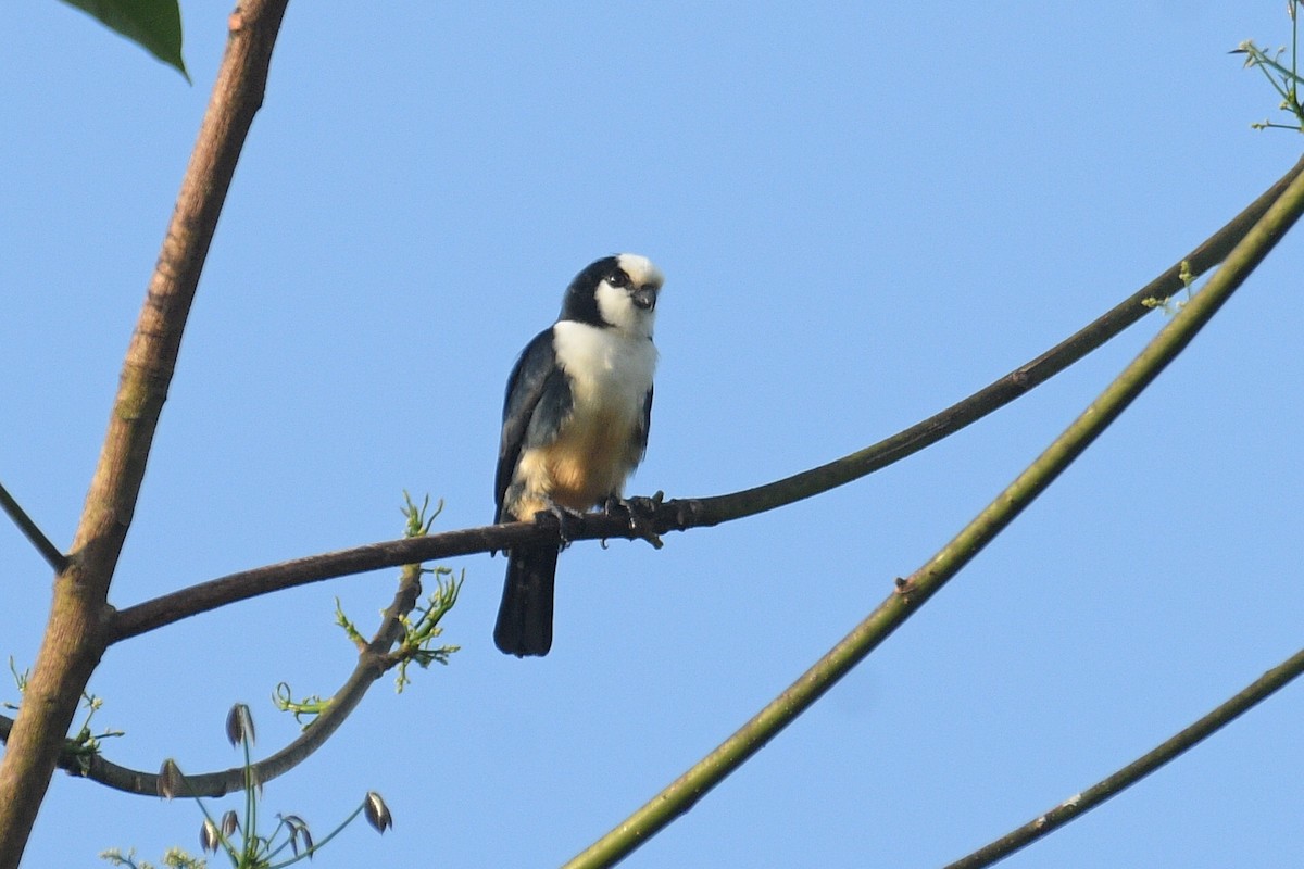 White-fronted Falconet - ML616281089