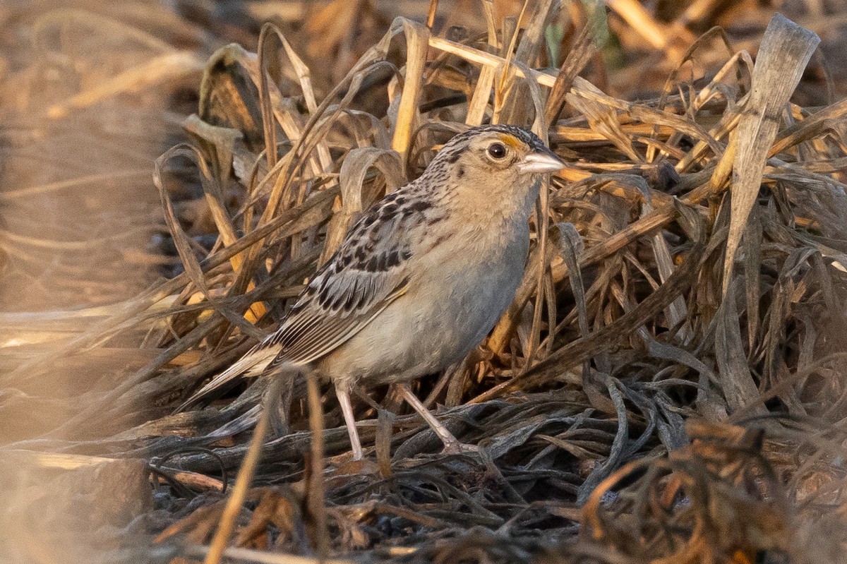 Grasshopper Sparrow - ML616281141