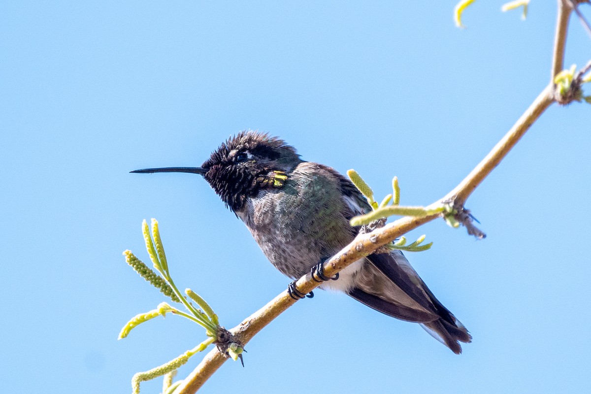 Anna's Hummingbird - ML616281215