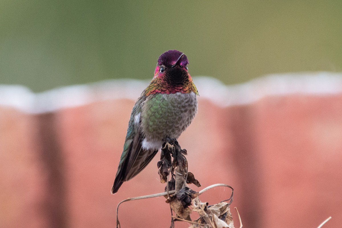 Anna's Hummingbird - ML616281216