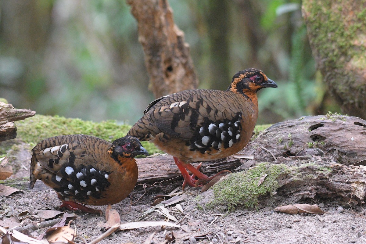 Red-breasted Partridge - ML616281231