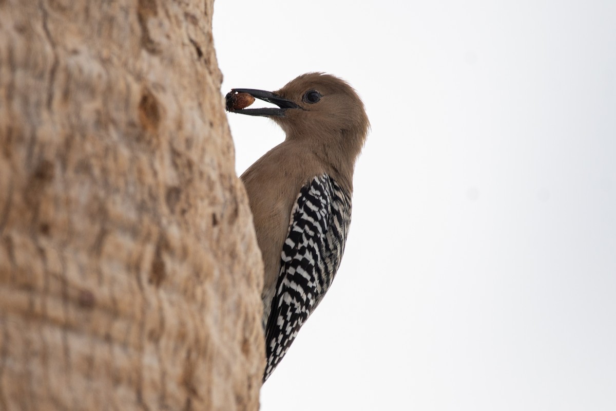 Gila Woodpecker - ML616281283