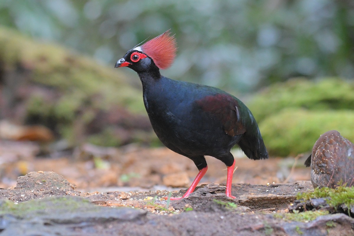 Crested Partridge - ML616281303