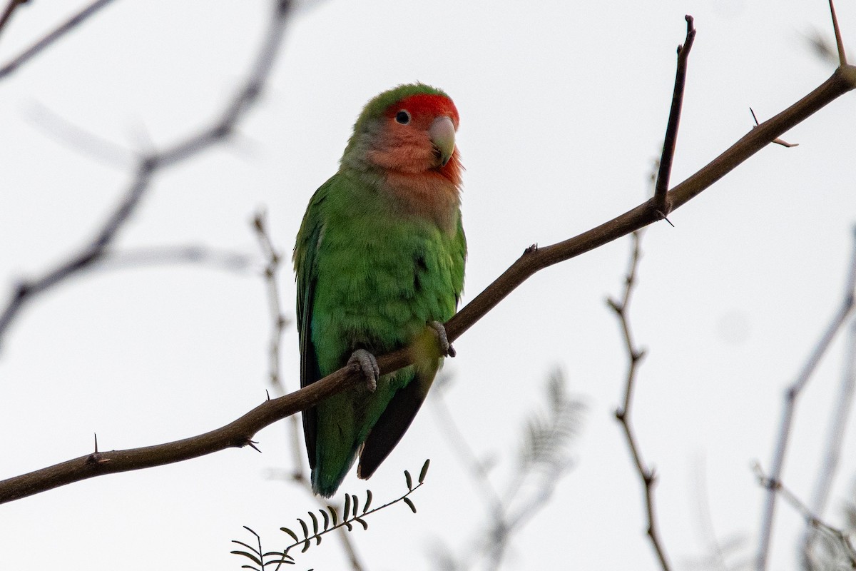 Rosy-faced Lovebird - ML616281320