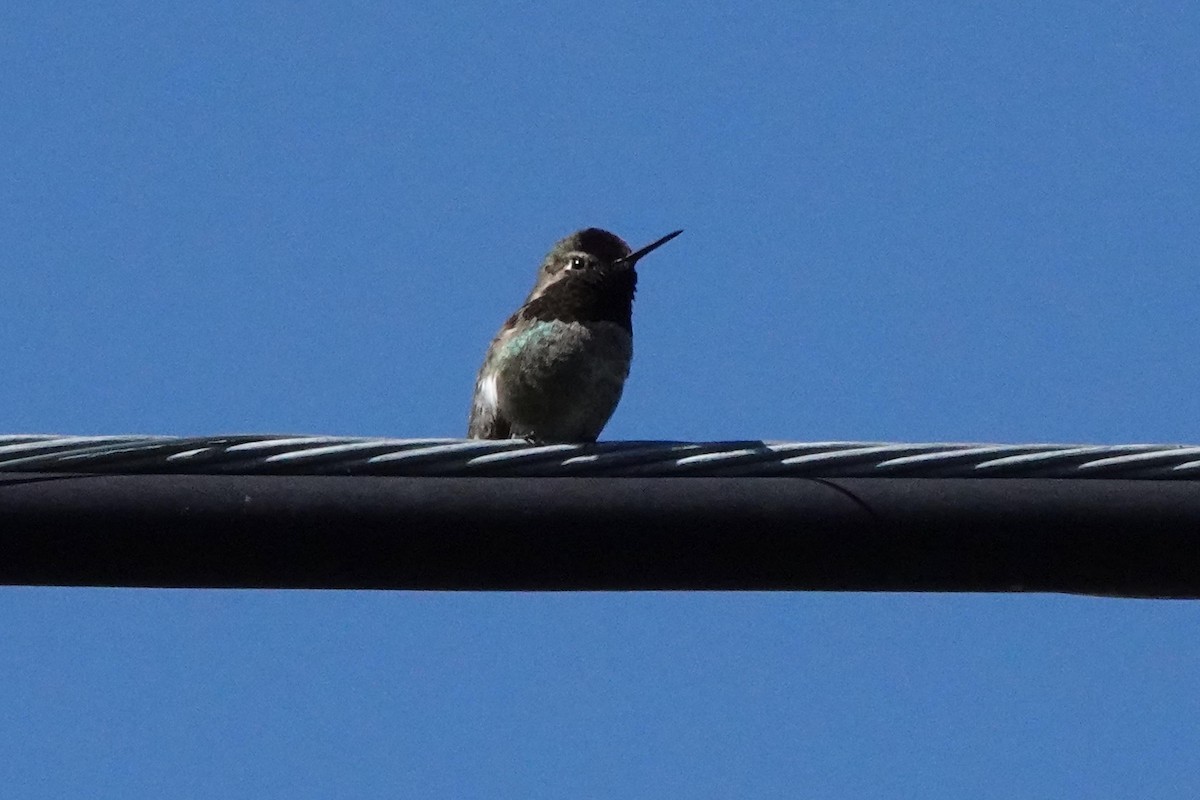 Anna's Hummingbird - ML616281322