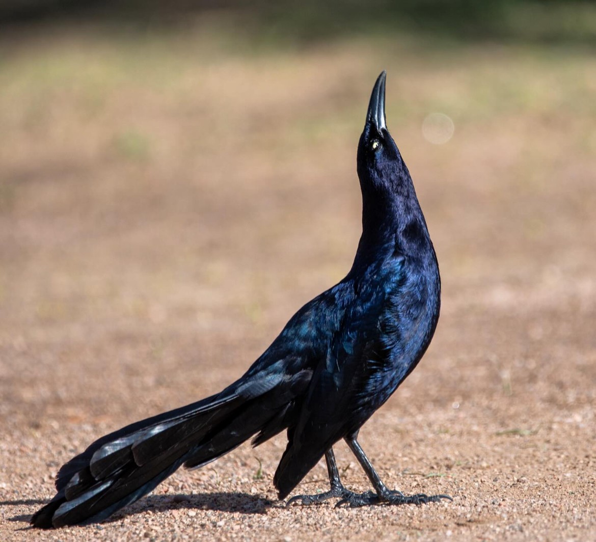 Great-tailed Grackle - ML616281397