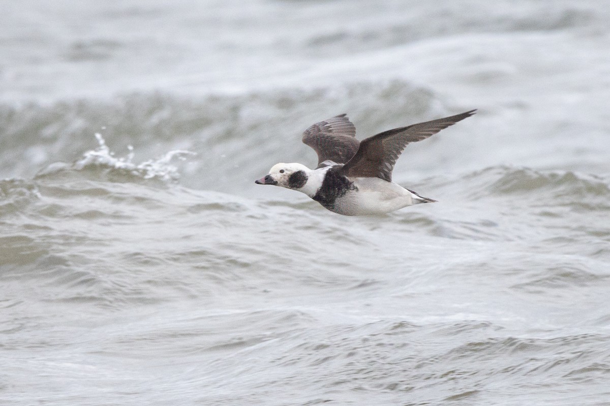 Long-tailed Duck - ML616281521