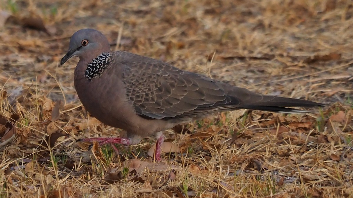 Spotted Dove - ML616281649