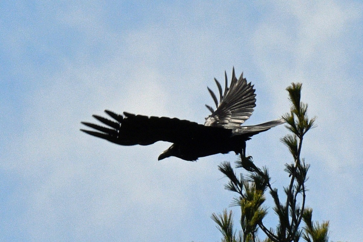 Common Raven - ML616281672