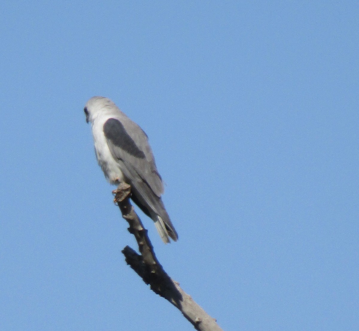White-tailed Kite - ML616281899