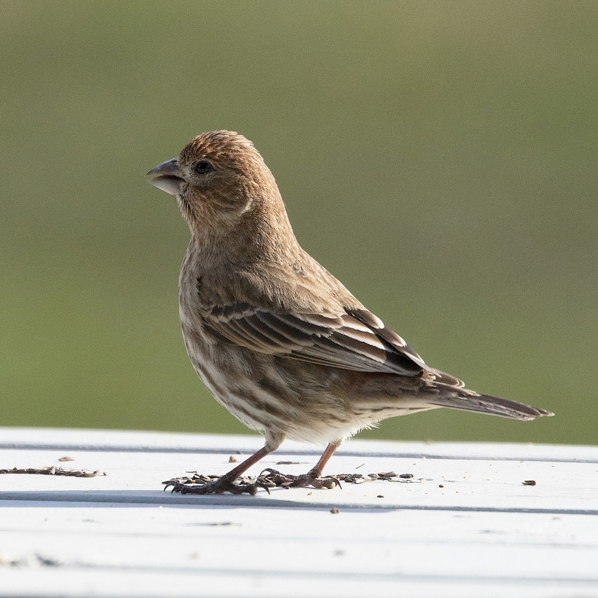House Finch - Mary McKitrick