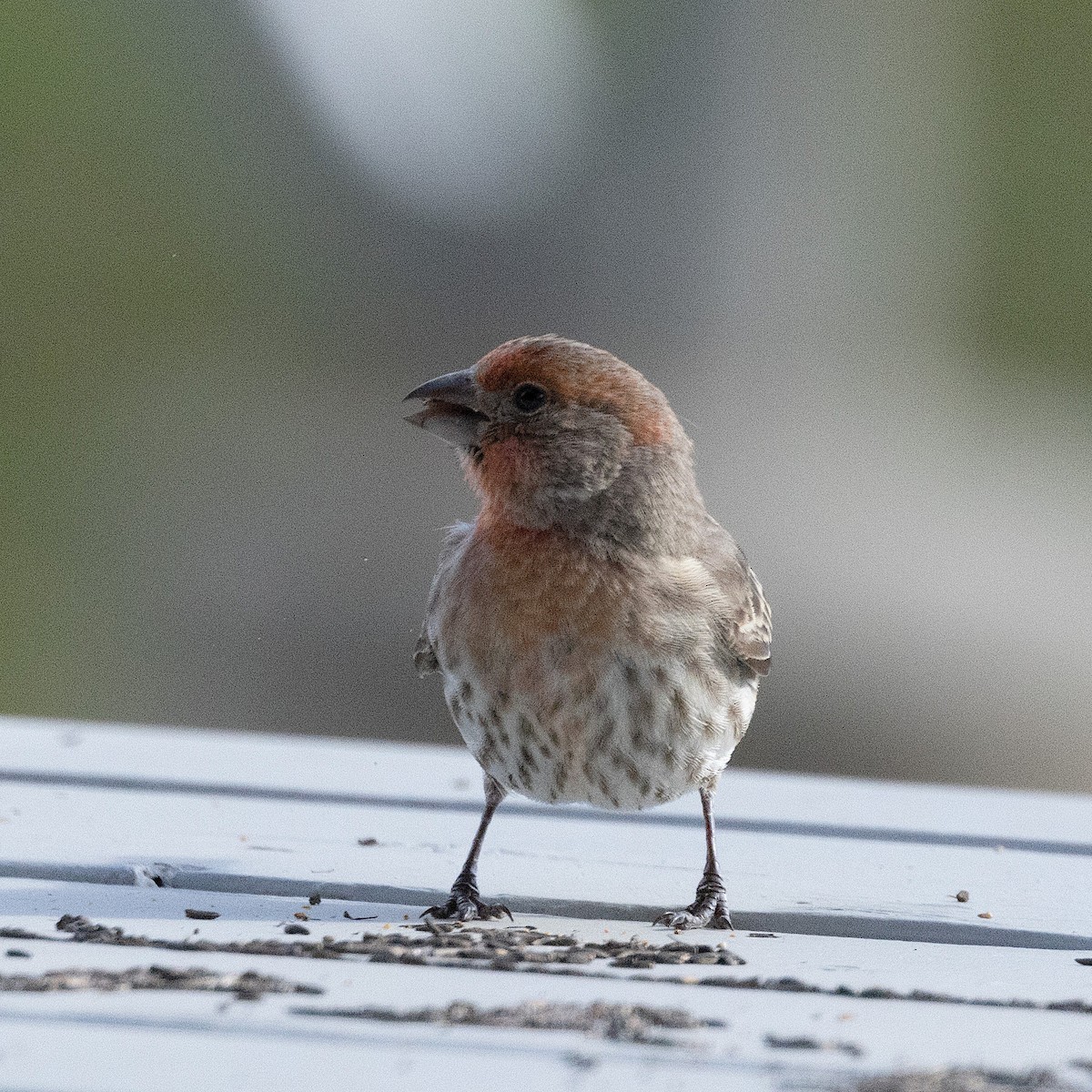 House Finch - Mary McKitrick