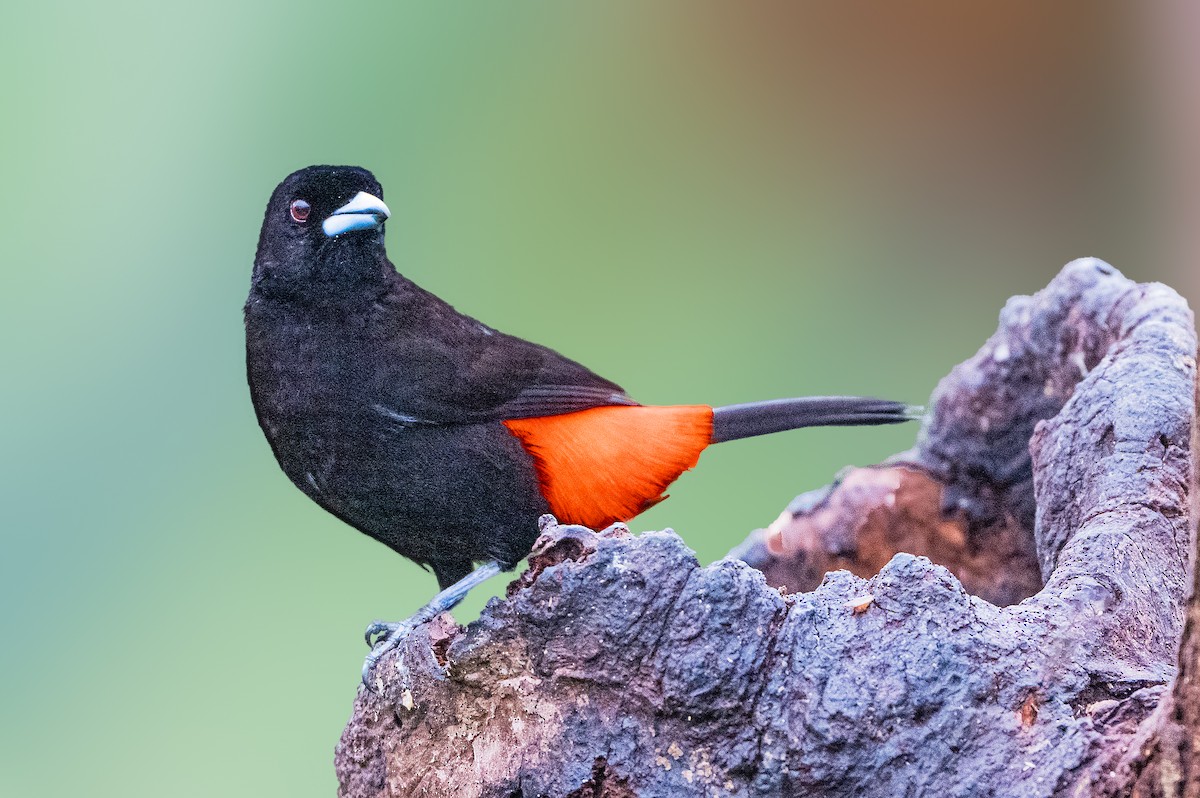 Scarlet-rumped Tanager - ML616281968