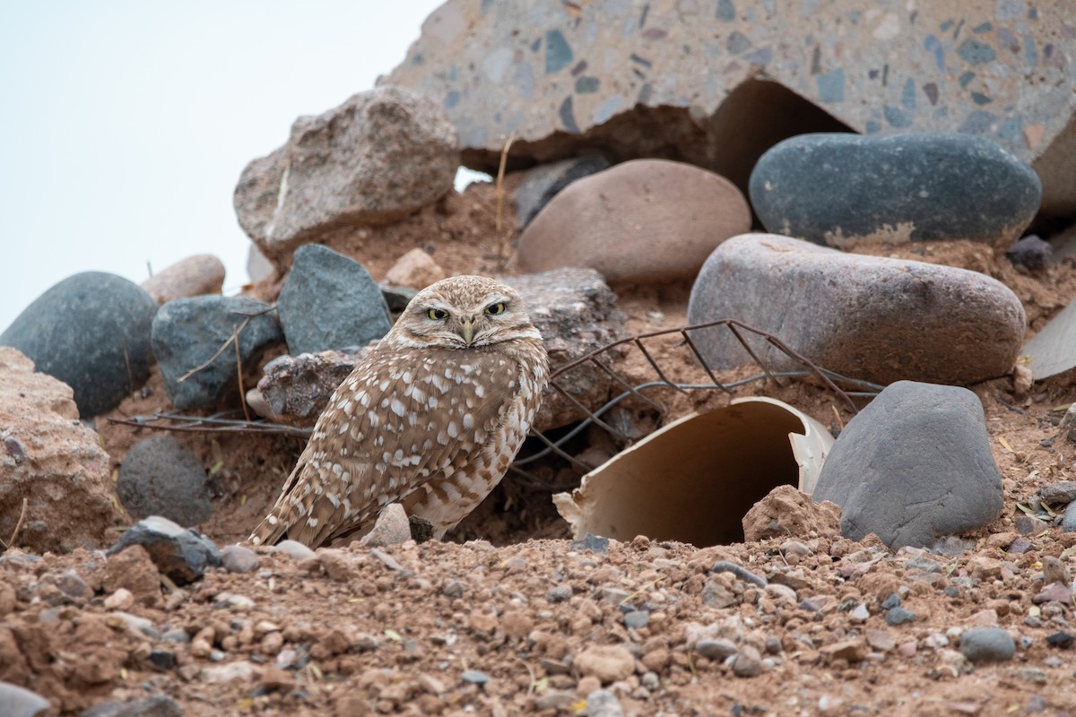 Burrowing Owl - ML616282008