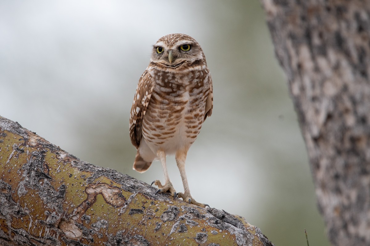 Burrowing Owl - ML616282009