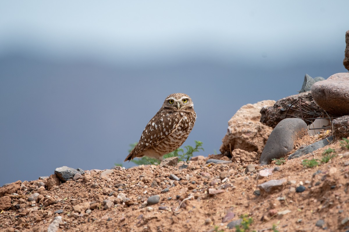 Burrowing Owl - ML616282011