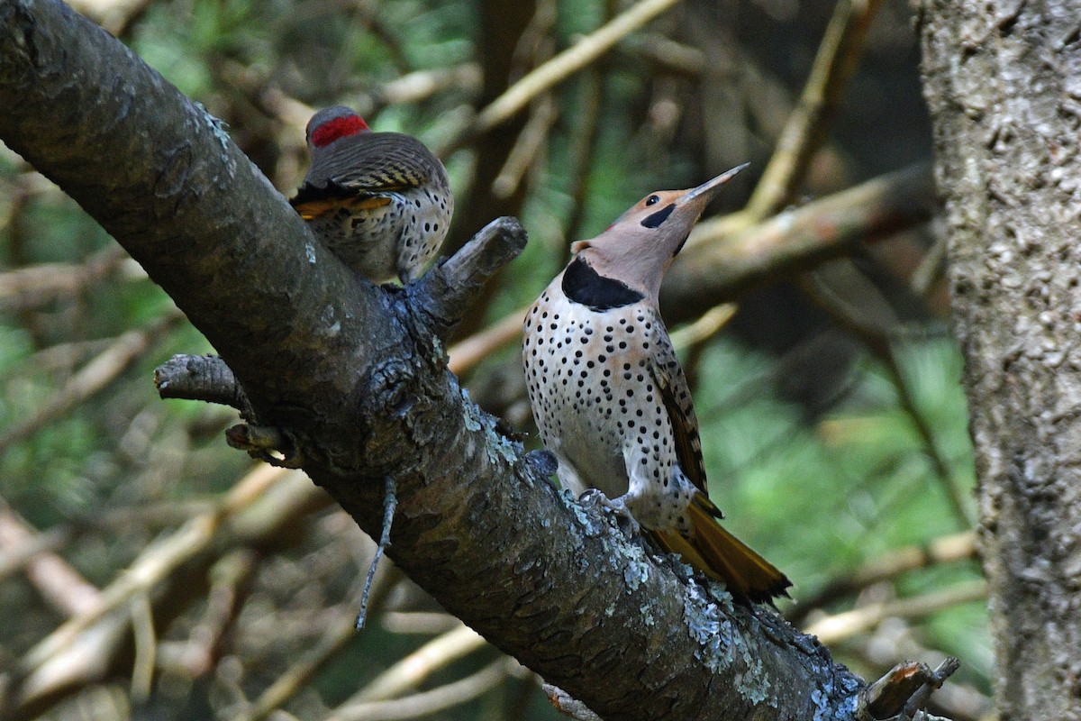Northern Flicker (Yellow-shafted) - ML616282031