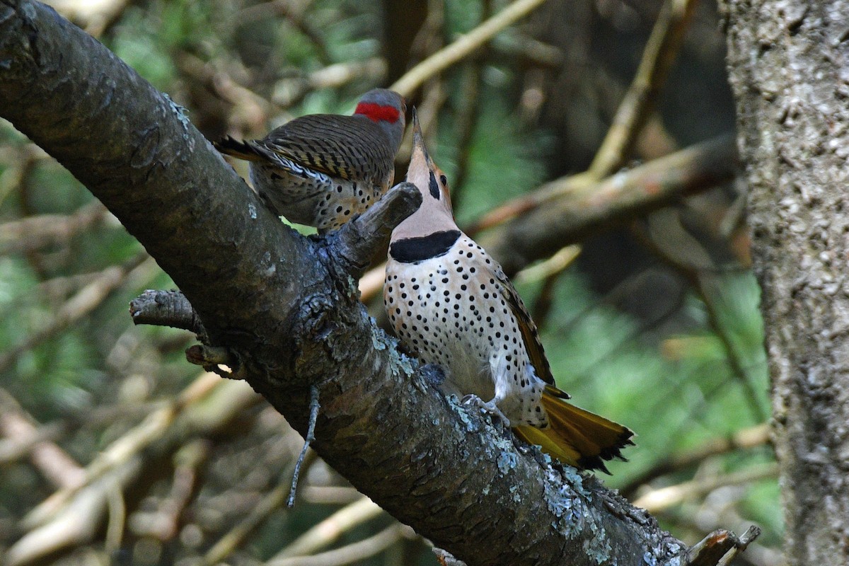 Northern Flicker (Yellow-shafted) - ML616282032