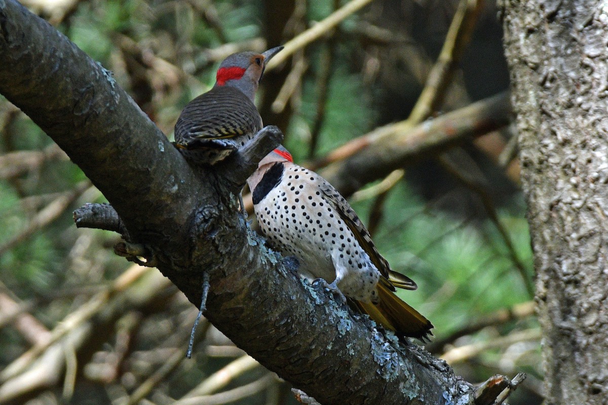 Northern Flicker (Yellow-shafted) - ML616282033