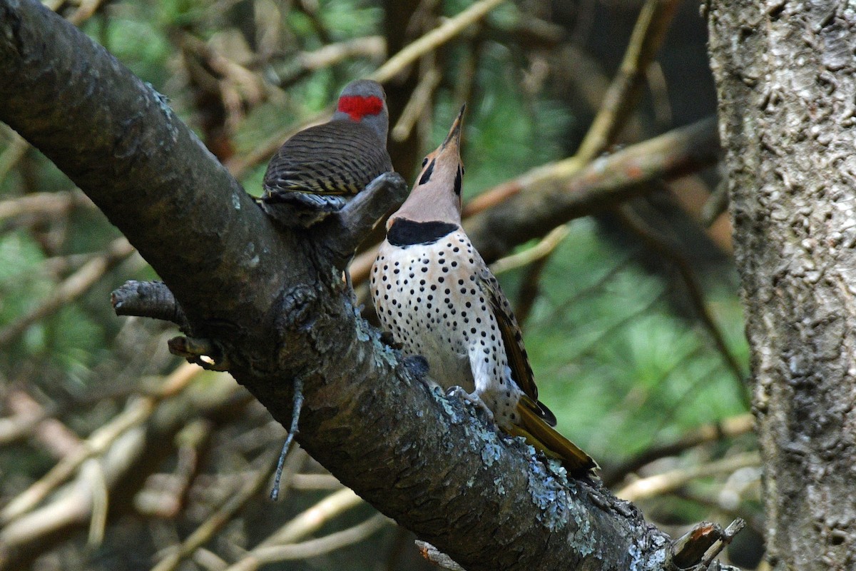 Northern Flicker (Yellow-shafted) - ML616282034
