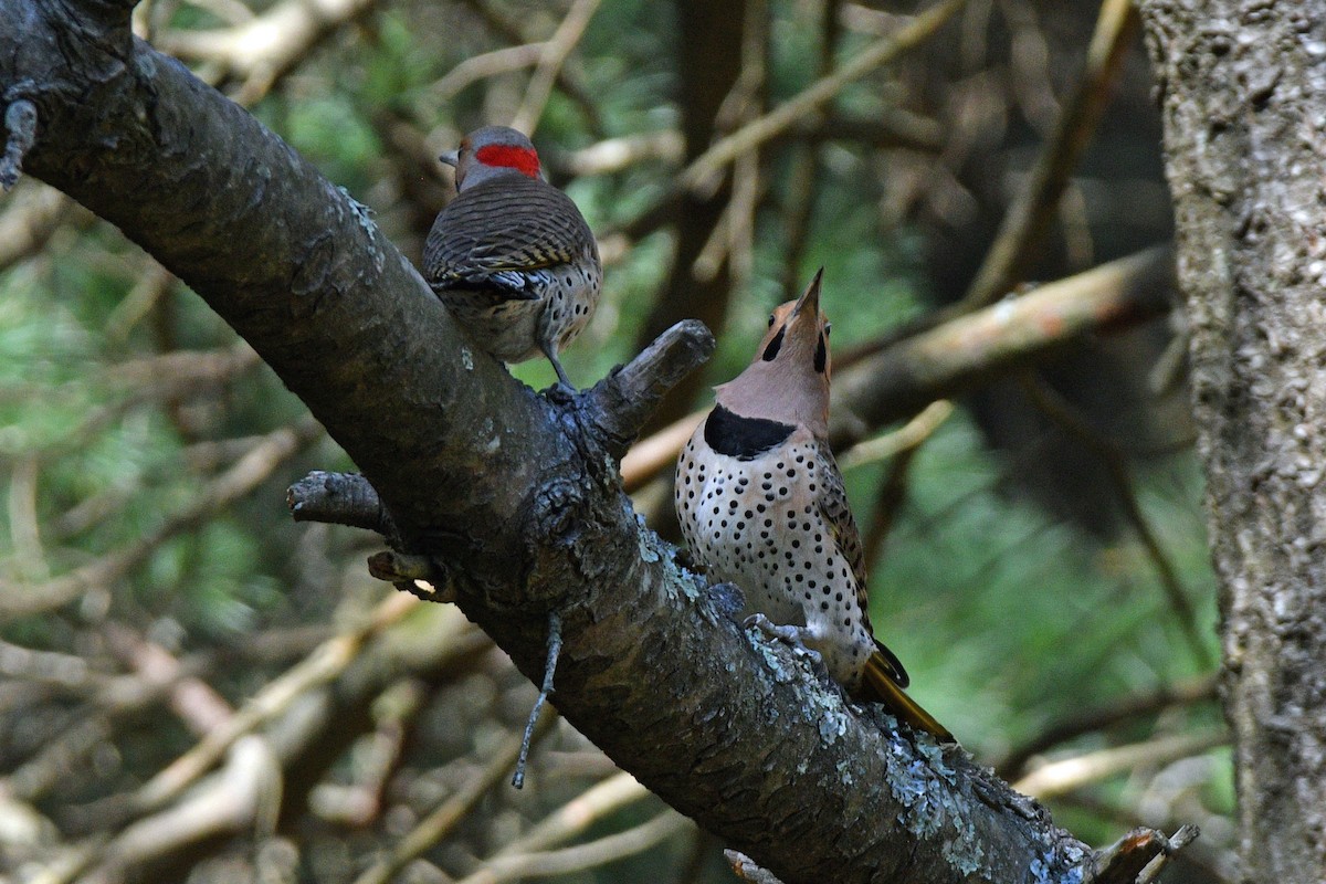 Northern Flicker (Yellow-shafted) - ML616282036