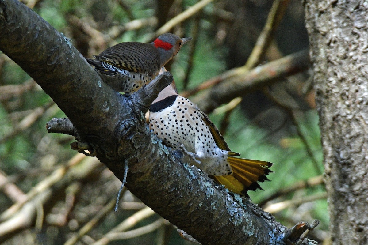 Northern Flicker (Yellow-shafted) - ML616282037