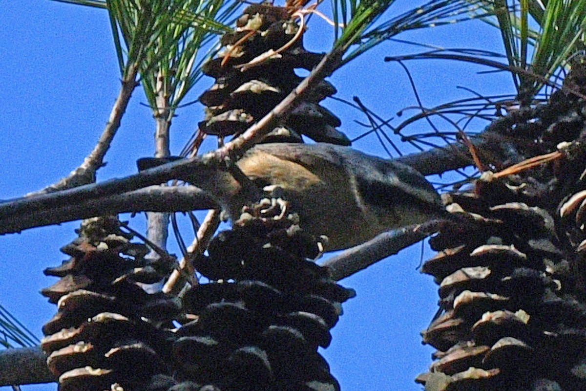 Red-breasted Nuthatch - ML616282165