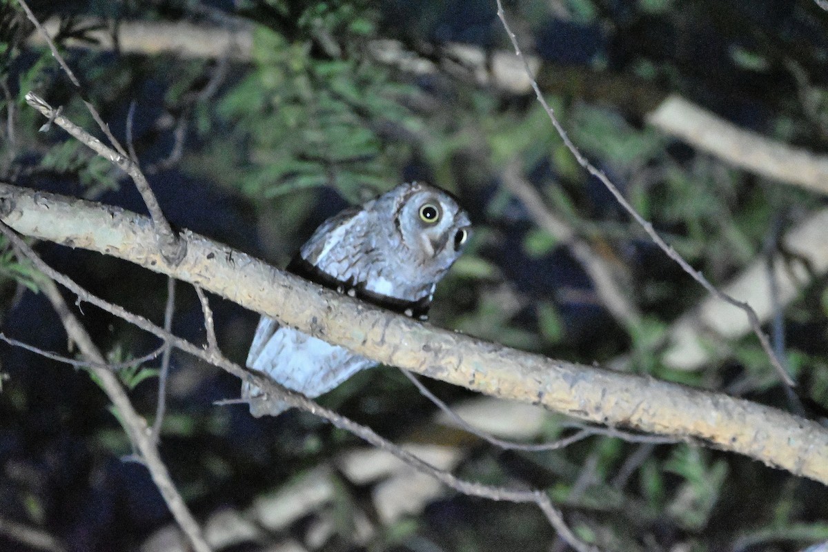 African Scops-Owl (African) - ML616282250