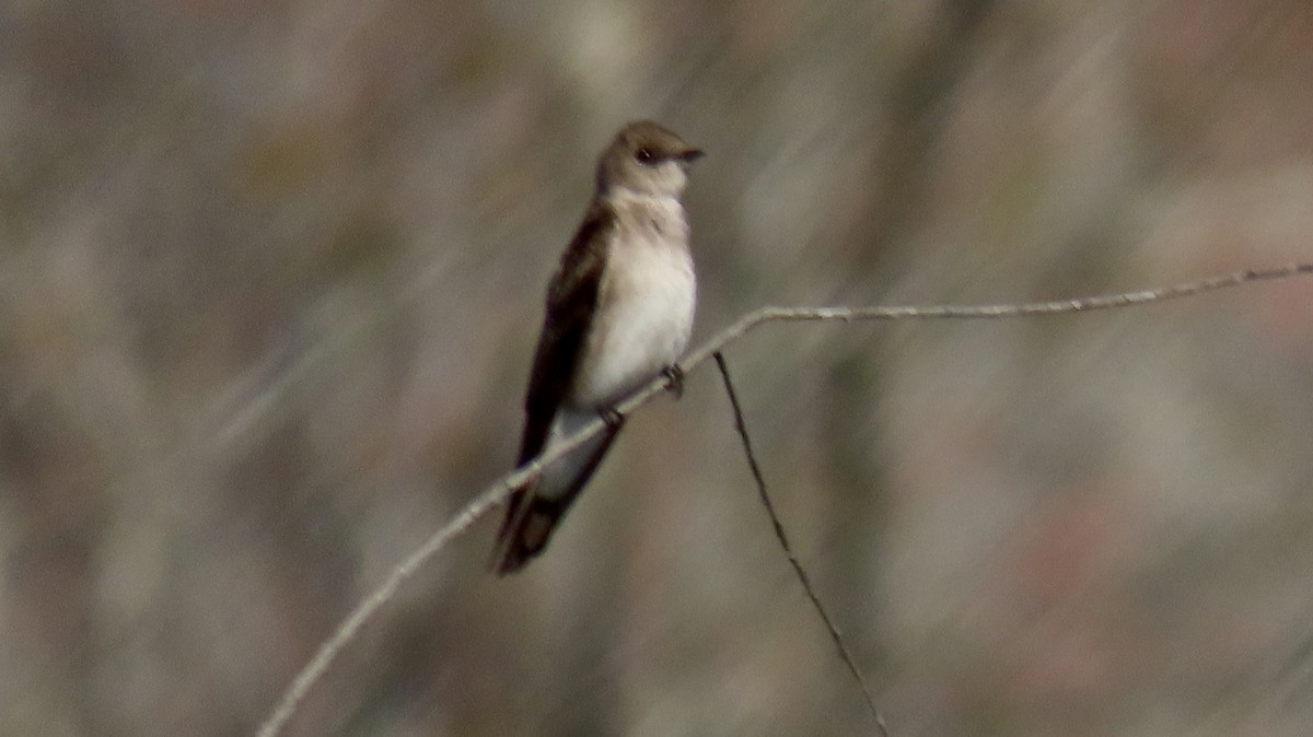Northern Rough-winged Swallow - ML616282329