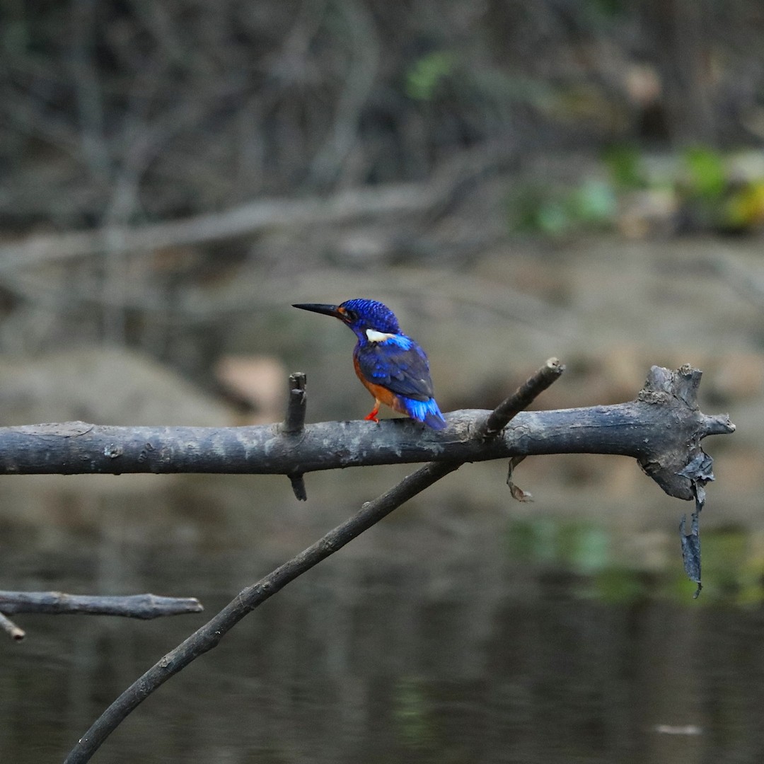 Blue-eared Kingfisher - ML616282383