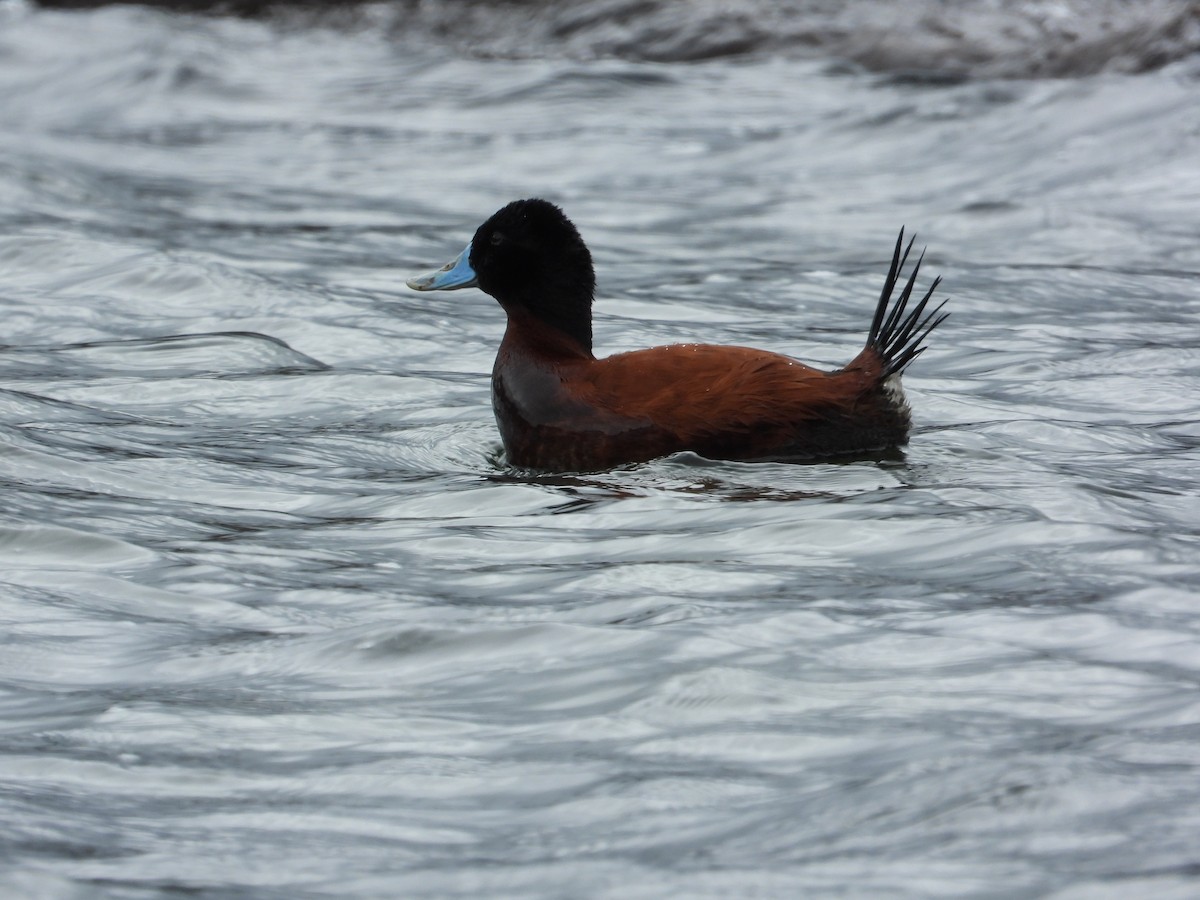 Andean Duck - ML616282399