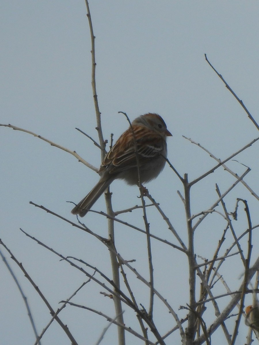 Field Sparrow - ML616282445