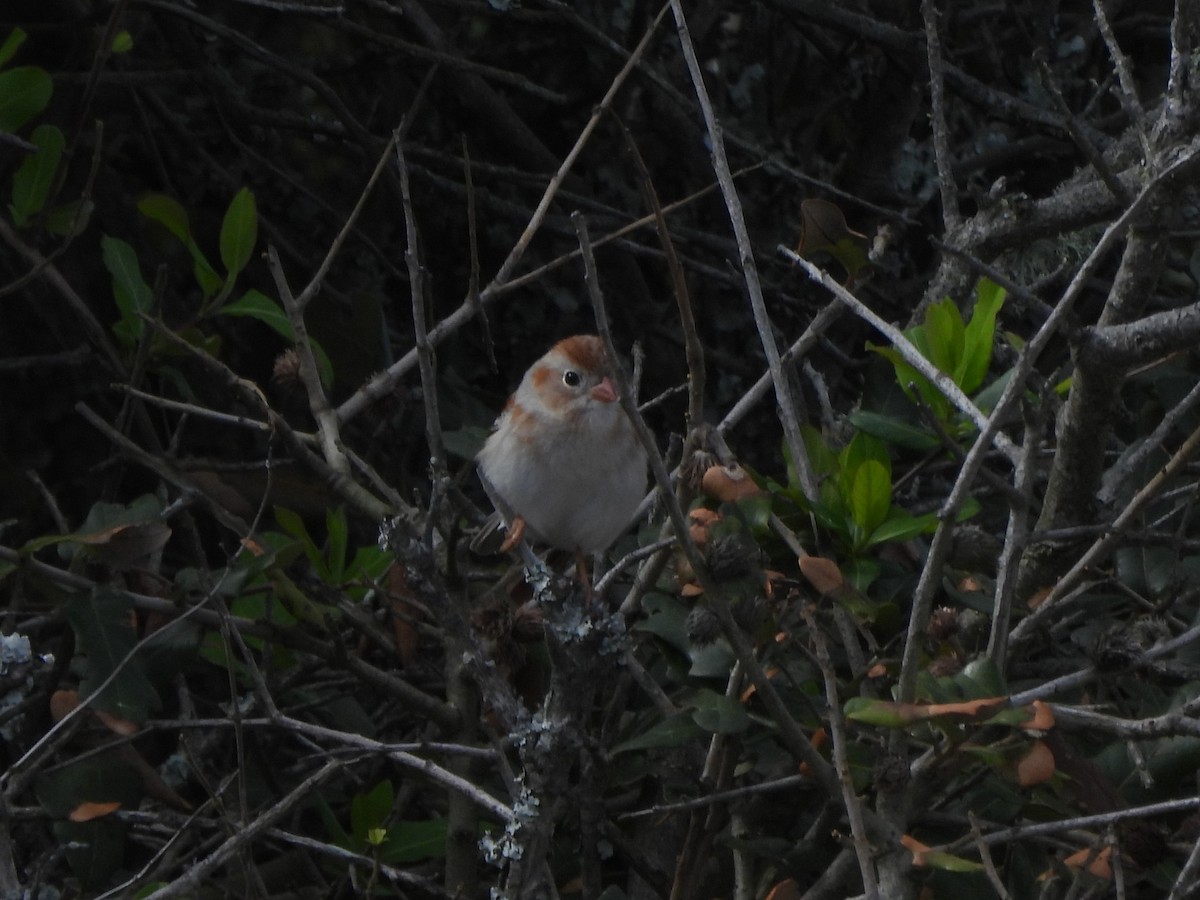 Field Sparrow - ML616282446