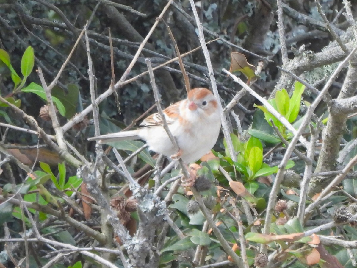 Field Sparrow - ML616282447