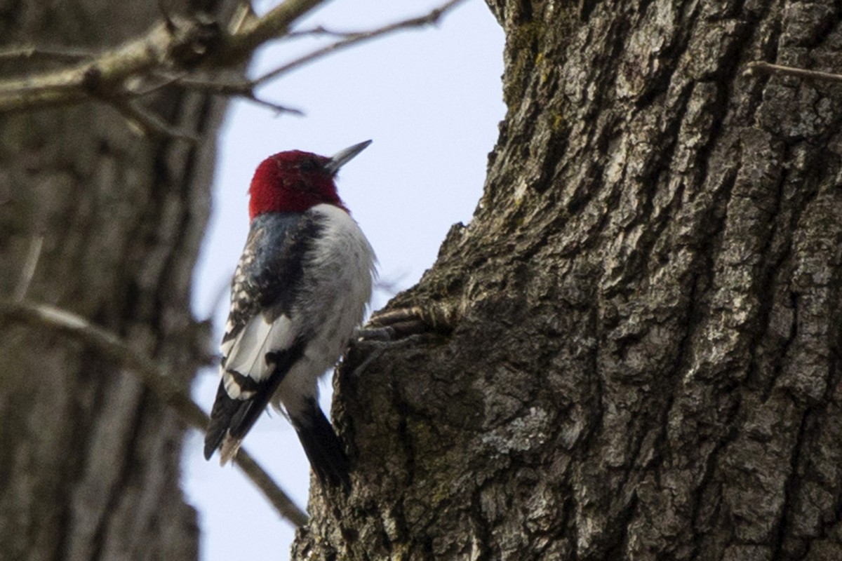 Red-headed Woodpecker - ML616282690