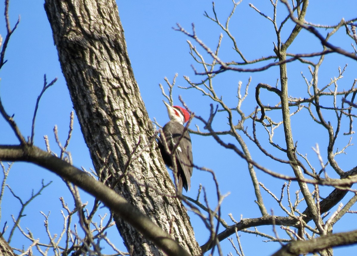Pileated Woodpecker - ML616282750